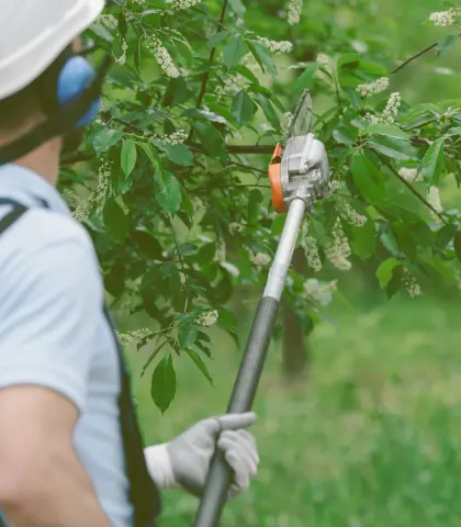 Tree Maintenance blurb background image