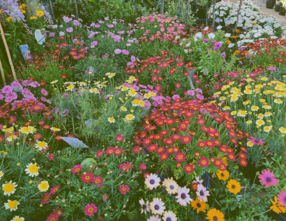 Annuals For Any Season image