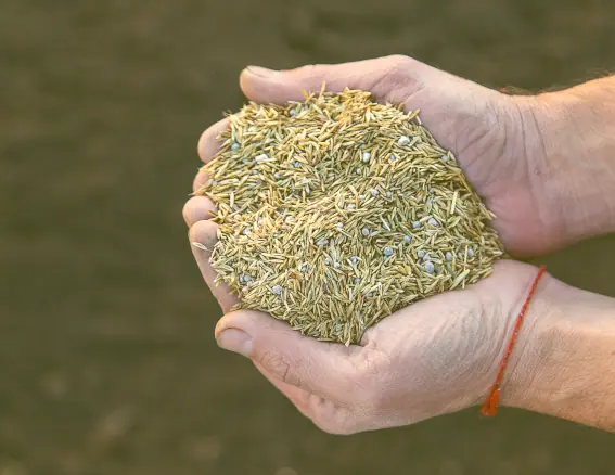 Overseeding for Full, Green Lawns image