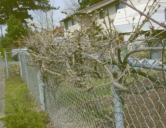 Fence Line Tree Clearance image