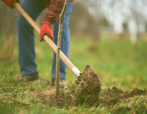 Sustainable Tree Planting Services image