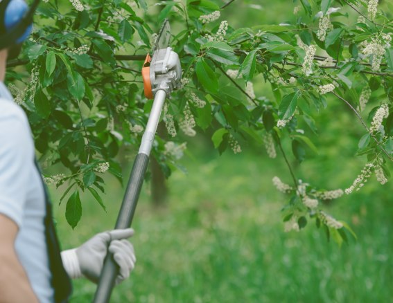Precision Tree Pruning & Trimming image
